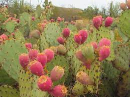 Placing a cactus fruit in the crafting grid gives you a cactus fruit seed. 6 Tucson Dishes And Drinks With Prickly Pear That Usa Today Loves Local News Tucson Com