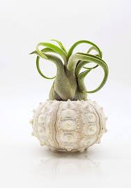 Pin Auf Nervosacorner Store Unique Home Decor Don T Be Like Rest Of Them Darling