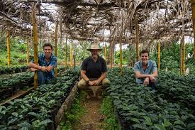 Coffee farms extend almost in the entire of el salvador. El Aguila Melbourne Coffee Merchants