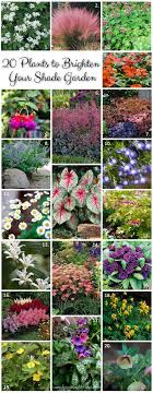 25 Plants To Brighten Your Shade Garden Schattengartenpflanzen Gartenschirme Schattengarten