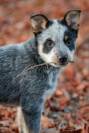 Pin By Jessica N On Australian Cattle Dogs Rule My World Blue Heeler Dogs Cattle Dogs Rule Australian Cattle Dog