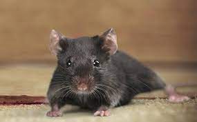 Pittsburg is a city in contra costa county, california, united states. Livermore Ca Pest Control Pest Management In California