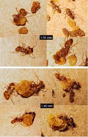 Request your free estimate today! Bait Evaluation Methods For Urban Pest Management Intechopen