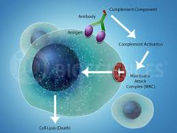 Image result for Complement Pathway