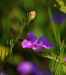 Image result for Alvesia cylindricalyx