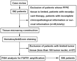 Oncotarget High Amplification Of Fgfr1 Gene Is A Delayed