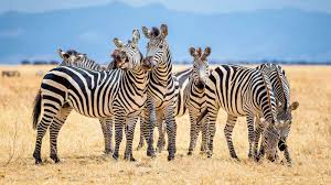 Plains zebras and mountain zebras live in family groups led by a stallion, with several mares and offspring. Why Do Zebras Have Stripes It Could Be About Staying Cool Abc News