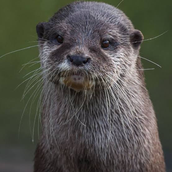 On World Otter Day, we celebrate the North American river otter — one of  our region's most playful and charismatic residents, equally at home  sliding down a riverbank or surfacing with a