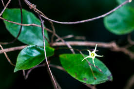 Image result for Oncinotis tenuiloba