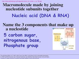 Nitrogenous base purines and pyrimidines are the two categories of nitrogenous bases. Review Chemistry Water Carbon And Molecules Chapters 2 3 Biology In Focus Chapters Campbell Ppt Download