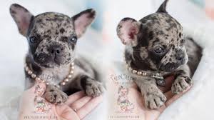 Find out why french bulldogs cost so much, what celebrities have one, as well as some of their health problems. French Bulldog Puppies For Sale By Teacups Puppies Boutique Teacup Puppies Boutique