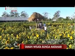 Ciri utama bunga matarahari adalah ukurannya yang besar dan. Inews Ntt Viktor Laiskodat Kunjungi Taman Bunga Matahari Terbesar Di Ntt Youtube