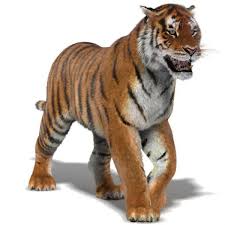 Animated Tiger 3d Model Fur Velsh Korgi Bolshie Koshki Loshadinye Porody