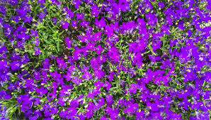 Perennial ground cover creeping alyssum montanum mountain gold seeds perennial yellow flowers small flower seeds ground. Small Purple Lobelia Flowers With Green Leaves Stock Photo Image Of Symmetry Botany 173838790