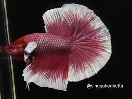 Betta Fish Betta Fish Ideas Bettafish Fishbetta Live Betta Fish Lavender Butterfly Dumbo Ears Halfmoon Male 25 00 0 Bids En Betta Fish Betta Dumbo Ears
