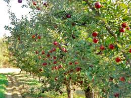 The greenhouse also has 23 apple trees. Apple Valley Orchard Visit Cleveland Tn