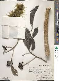 Image result for Pavetta comostyla