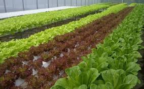 Maybe you would like to learn more about one of these? Agribisnis Tanaman Pangan Ruang Lingkup Manfaat Persyaratan