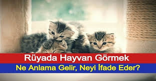 Ruyada Hayvan Gormek Ne Anlama Gelir Neyi Ifade Eder
