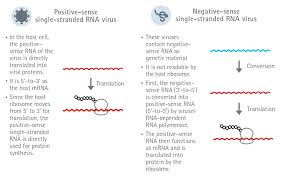 The biggest problem of a vaccine based on mrna technology is that it has never been used in approved vaccines before. Covid 19