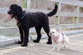 All donations stay local to support the health of the people in. Pet Care Links Veterinary Center Of East Northport