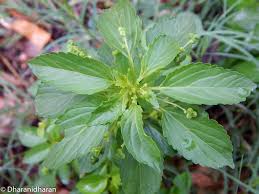 Image result for Micrococca mercurialis