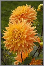 Dsc 92035az Dahlia Aztec Gold Amazing Flowers Beautiful Flowers Dahlia Flower
