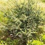 Image result for Ormocarpum trichocarpum