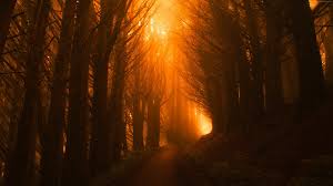 We have a massive amount of desktop and mobile backgrounds. Wallpaper Trees Light Orange Forest Sunset 4k Nature Wallpaper Download High Resolution 4k Wallpaper