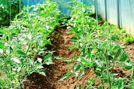Use a string trellis, tall stake, tomato toutour, or sturdy cage for indeterminate tomatoes. How Far Apart To Plant Tomatoes A Clear Guide Gardening Dream