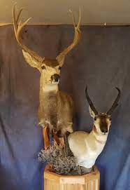 This european mule deer mount is a great addition to any home or cabin. Mule Deer Shoulder Mount Mule Deer Buck Mounts Texas Taxidermy