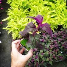 Image result for Gynura