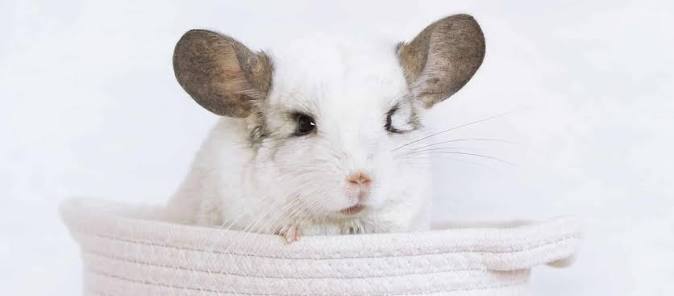 Baby chinchilla