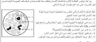 اختبار الفصل الاول في مادة العلوم الطبيعية والحياة للسنة الرابعة متوسط النمودج السابع 2017 2018 منتديات التعليم نت math calligraphy arabic calligraphy