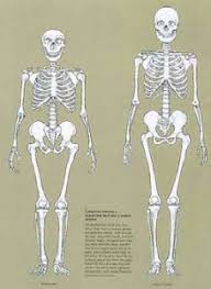 Who was Neanderthal Man?