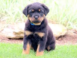 Black And Tan Coonhound Mixed With Rottweiler Trooper Rottweiler Puppy For Sale Keystone Puppies Rottweiler Mix Puppies Rottweiler Puppies Rottweiler Mix