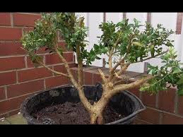 Supermarkt bonsai gestalten ( aldi bonsai ) fukientee bonsai ( zimmerbonsai) fukientee schneiden. Buchsbaum Bonsai Selber Machen Aus Einem Buchs Einen Bonsaibaum Gestalten Anleitung Youtube Bonsai Baum Bonsai Buche Baum