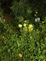 Image result for paprskovka obrázek