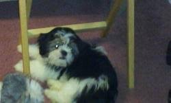 It is not as outgoing as most breeds. Shih Tzu Male Puppy Price 85 For Sale In Jonesboro Arkansas Arkads Us