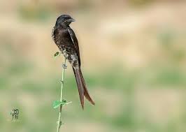 Black Birds In Pakistan Pin By Jaffar Hussain Mandhro On Birds Of Sindh By Jaffar Hussain Mandhro In 2014 Beautiful Birds Bird Birds