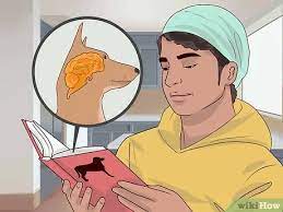 We did not find results for: 3 Ways To Become A Dog Trainer Wikihow