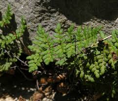 Image result for Cheilanthes angustifrondosa