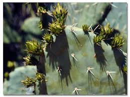 Learn to grow prickly pear cactus. Prickly Pear Cactus Desertusa