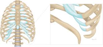 In infants, red marrow is found in the bone cavities. Macroscopic Anatomy Of The Costal Cartilage In Slipping Rib Syndrome Download Scientific Diagram