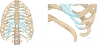 The ribs are curved, flat bones which form the majority of the thoracic cage. Macroscopic Anatomy Of The Costal Cartilage In Slipping Rib Syndrome Download Scientific Diagram