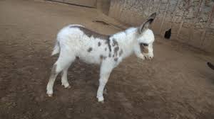 We did not find results for: Donkeys For Sale Gail S Mini Donkey Ranch