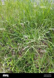 Image result for Panicum pectinellum