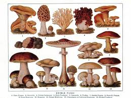 History Of Edible Mushrooms The History Kitchen Pbs Food