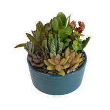Free delivery and returns on ebay plus items for plus members. Altman Plants 2 5 In Assorted Grafted Cactus 3 Pack 0881022 The Home Depot