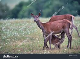 Image result for Cervus elaphus female